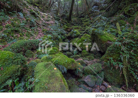 屋久島の苔むす森 屋久島の苔むす森 136336360