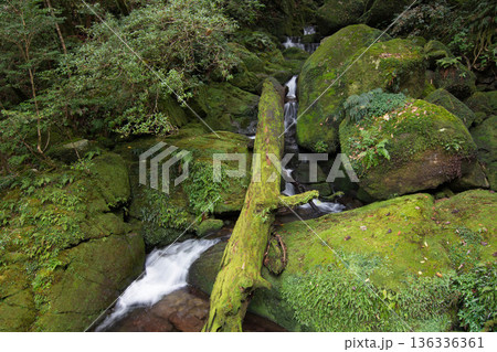 屋久島の苔むす森 屋久島の苔むす森 136336361