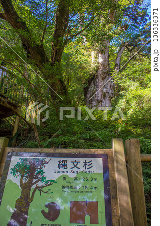 屋久島の屋久杉 屋久島の屋久杉 136336371