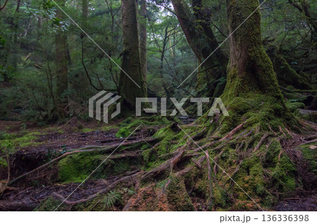 屋久島の苔むした森 屋久島の苔むした森 136336398
