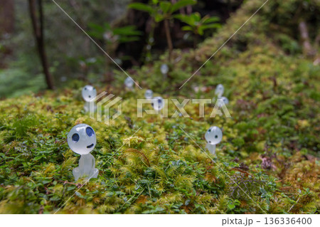 屋久島の苔むした森とコダマ 136336400