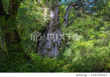 屋久島の縄文杉 136336423