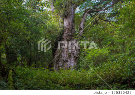 屋久島の縄文杉 屋久島の縄文杉 136336425
