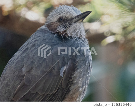 我が家の庭に飛来したヒヨドリのポートレート 我が家の庭に飛来したヒヨドリのポートレート 136336440
