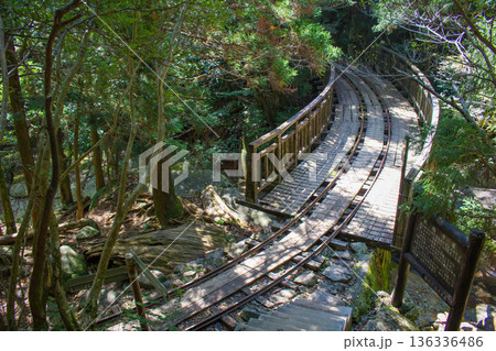 屋久島登山道のトロッコレール 136336486
