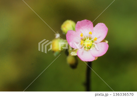 トウカイコモウセンゴケの花 136336570