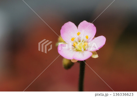 トウカイコモウセンゴケの花 トウカイコモウセンゴケの花 136336623