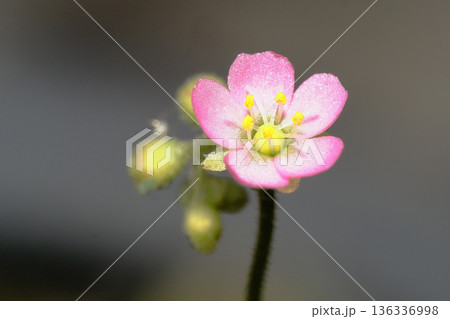 トウカイコモウセンゴケの花 トウカイコモウセンゴケの花 136336998