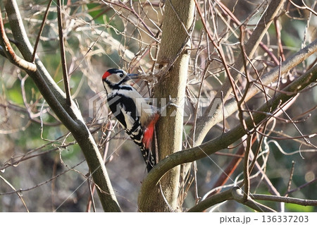 採食するアカゲラの雄 136337203