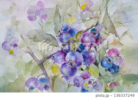 ブルーベリーの水彩画　 136337249