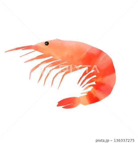 水彩風の海老イラスト 新鮮なエビの海鮮素材 水彩風の海老イラスト 新鮮なエビの海鮮素材 136337275