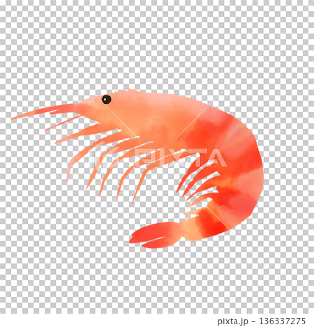 Watercolor shrimp illustration Fresh shrimp seafood material 136337275
