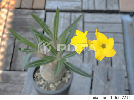 パキポディウム・グラギリスの花 パキポディウム・グラギリスの花 136337296