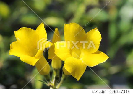 パキポディウム・グラギリスの花 136337338