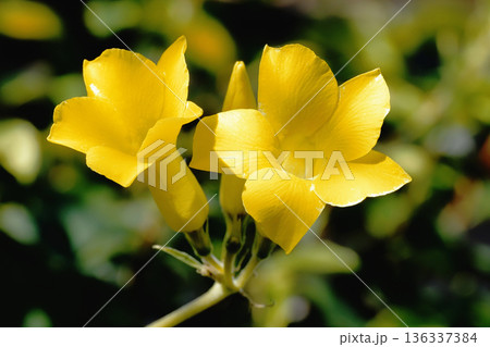 パキポディウム・グラギリスの花 136337384