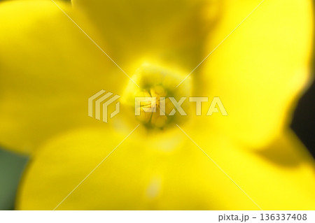 パキポディウム・グラギリスの花（しべ） 136337408