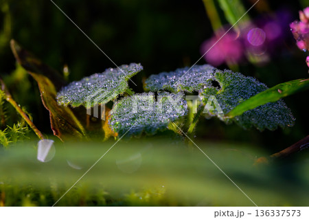 葉の表面を埋め尽くす無数の朝露 136337573