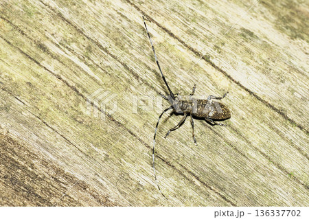 サビカミキリの一種 サビカミキリの一種 136337702