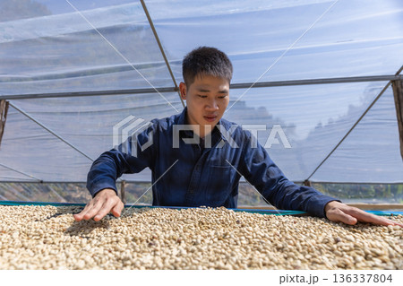 Coffee worker inspect and tossing dried coffee beans with hands at farm outdoors Coffee worker inspect and tossing dried coffee beans with hands at farm outdoors 136337804