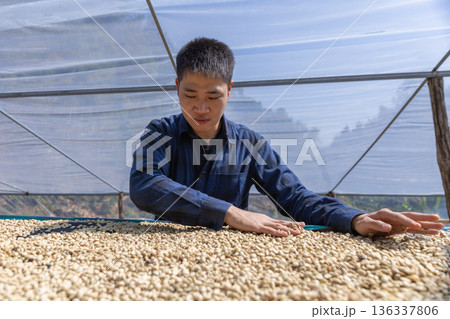 Coffee worker inspect and tossing dried coffee beans with hands at farm outdoors Coffee worker inspect and tossing dried coffee beans with hands at farm outdoors 136337806