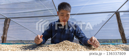 Coffee worker inspect and tossing dried coffee beans with hands at farm outdoors 136337809