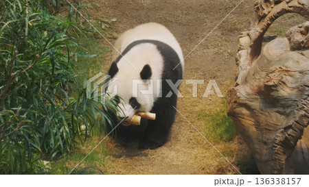Cute giant panda bear walking Cute giant panda bear walking 136338157