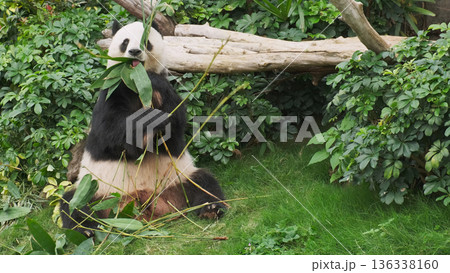 Cute giant panda bear eating bamboo Cute giant panda bear eating bamboo 136338160