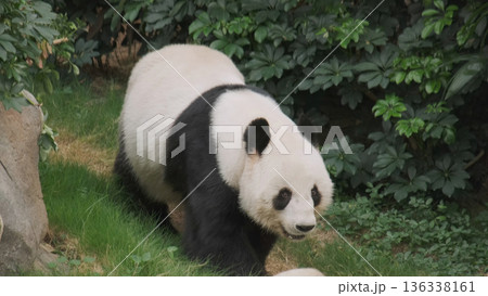 Cute giant panda bear walking 136338161