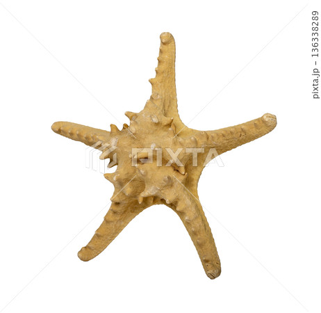 Single dried starfish isolated on white background with rough porous surface and five uneven arms. Single dried starfish isolated on white background with rough porous surface and five uneven arms. 136338289