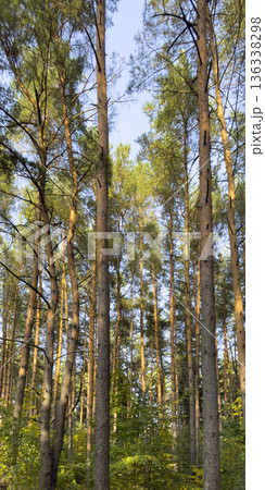 Sunlit pine forest with tall straight trunks and sparse branches, seen from ground level. Natural 136338298