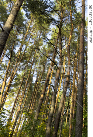 Sunlit pine forest with tall trunks and soft green canopy, viewed from below. Natural woodland scene Sunlit pine forest with tall trunks and soft green canopy, viewed from below. Natural woodland scene 136338300