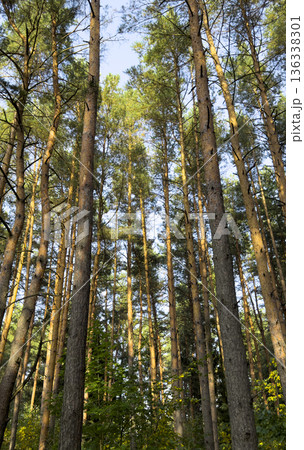 Tall pine forest with straight tree trunks reaching upward toward a clear blue sky. Sunlight filters 136338301