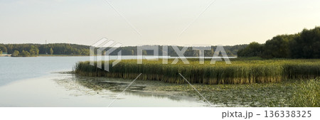 Calm lakeside landscape with tall reeds growing along the shoreline and forest in the distance 136338325