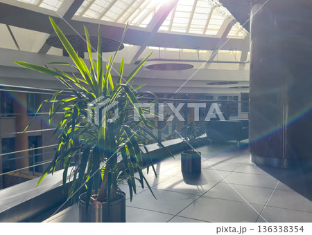 Modern interior atrium with potted green plants illuminated by natural sunlight from a glass ceiling 136338354