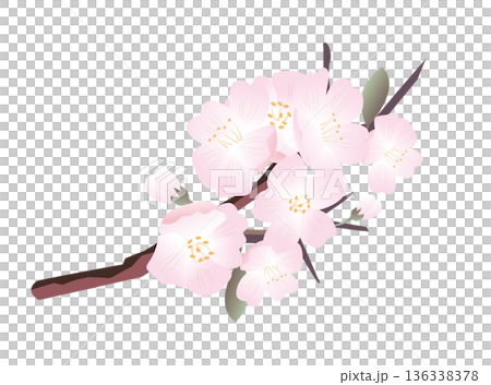 spring cherry blossom petals 136338378