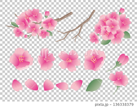 春天的櫻花花瓣 136338379