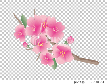 spring cherry blossom petals spring cherry blossom petals 136338381