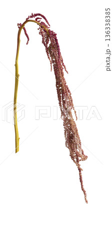 Hanging amaranthus flower with a long cascading inflorescence and curved stem, creating an Hanging amaranthus flower with a long cascading inflorescence and curved stem, creating an 136338385