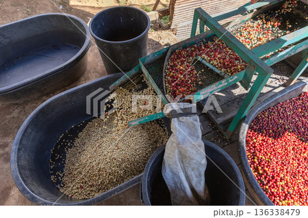 Coffee cherry pulping machine farmer. Coffee cherry pulping machine farmer. 136338479