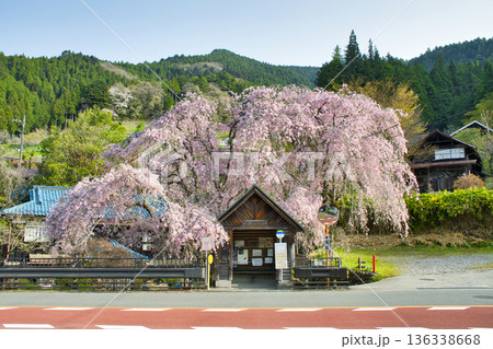 【東京都】人里バス停のしだれ桜 136338668