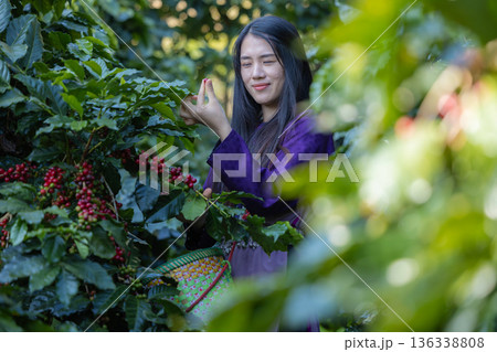 Farmer inspect and picking coffee beans on the coffee tree Farmer inspect and picking coffee beans on the coffee tree 136338808