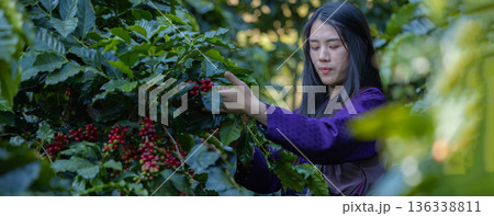Farmer inspect and picking coffee beans on the coffee tree 136338811