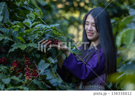 Farmer inspect and picking coffee beans on the coffee tree 136338812