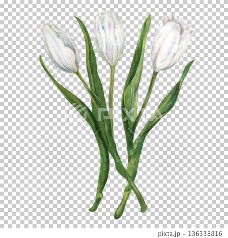 Bouquet of watercolor white tulip with green leaves hand-drawn in botanical style. Fresh spring flowers for wedding, birthday, Valentines, Mother's day, invitation, greeting card, summer, spring decor 136338816
