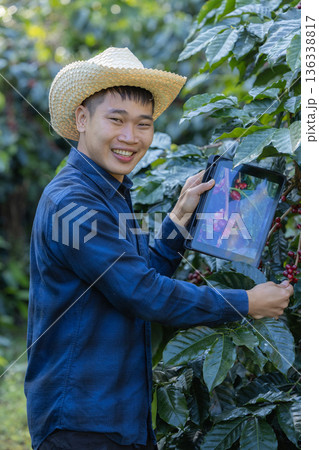 Farmer inspect and picking coffee beans on the coffee tree 136338817