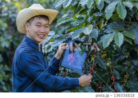 Farmer inspect and picking coffee beans on the coffee tree Farmer inspect and picking coffee beans on the coffee tree 136338818