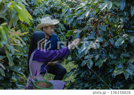 Farmer inspect and picking coffee beans on the coffee tree Farmer inspect and picking coffee beans on the coffee tree 136338826