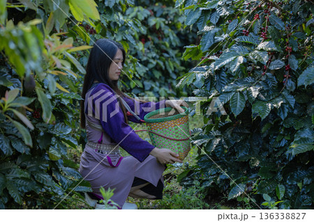 Farmer inspect and picking coffee beans on the coffee tree.  136338827