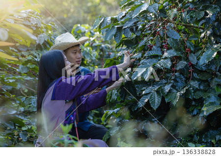 Farmer inspect and picking coffee beans on the coffee tree 136338828