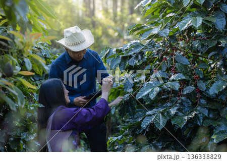 Farmer inspect and picking coffee beans on the coffee tree 136338829